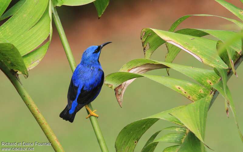 Shining Honeycreeper male adult