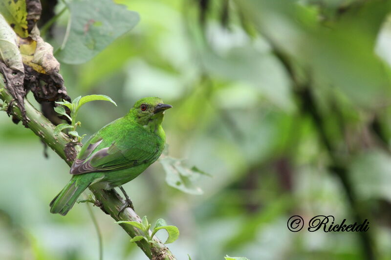 Green Honeycreeper