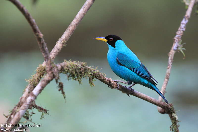 Green Honeycreeper male, identification