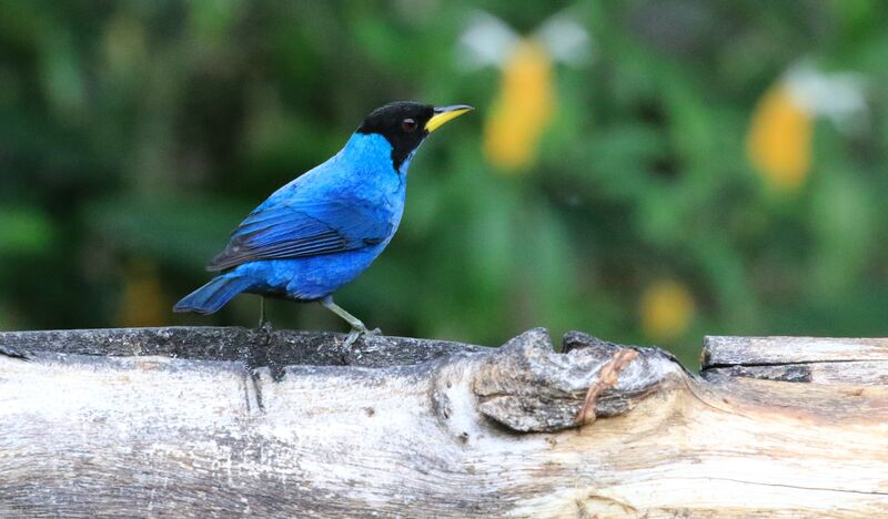 Green Honeycreeper