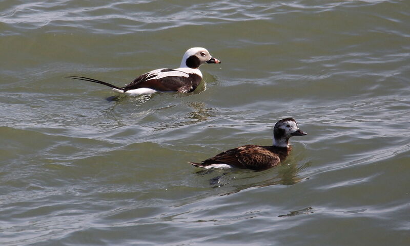 Long-tailed Duckadult