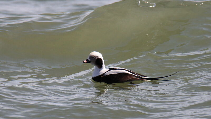 Long-tailed Duck male