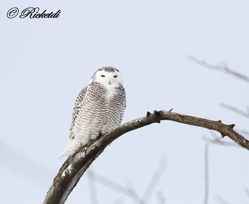 Harfang des neiges