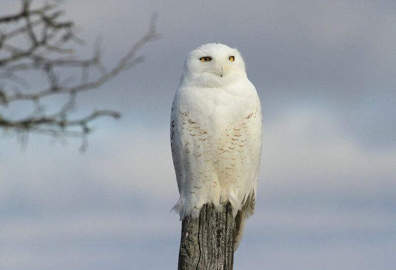 Harfang des neiges