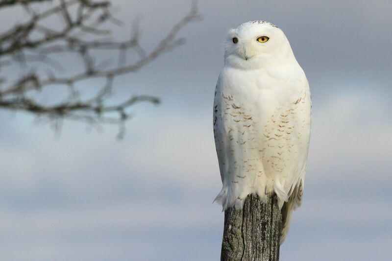 Harfang des neiges