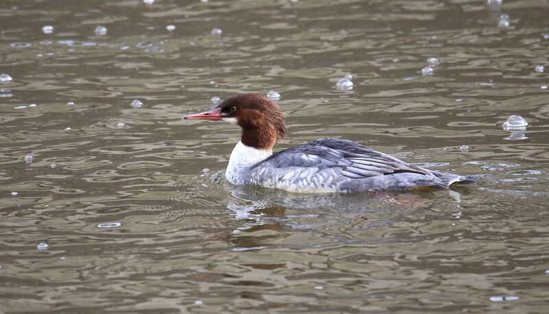 Common Merganser female