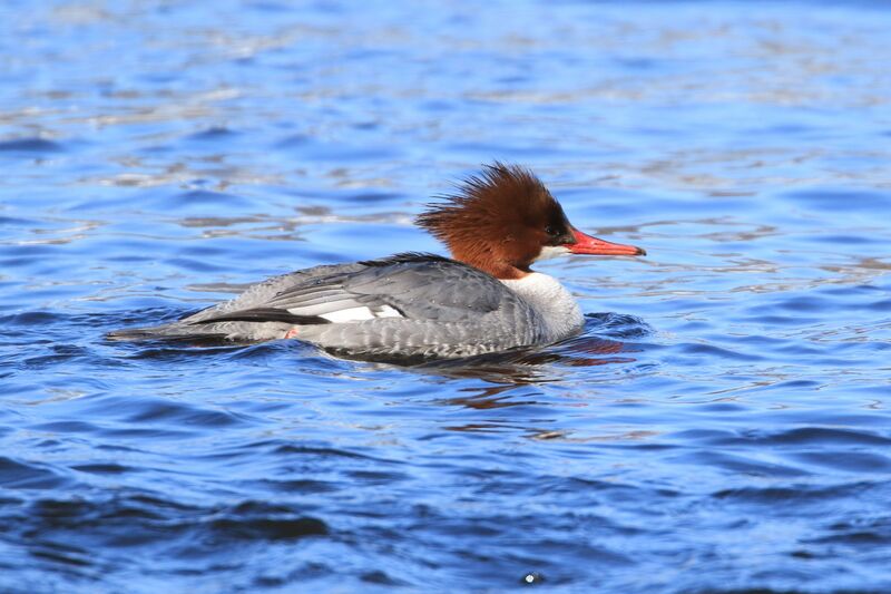 Common Merganser