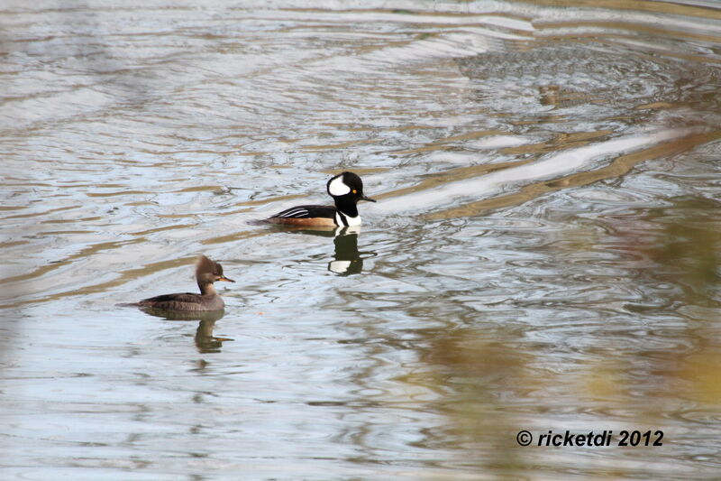 Hooded Merganseradult