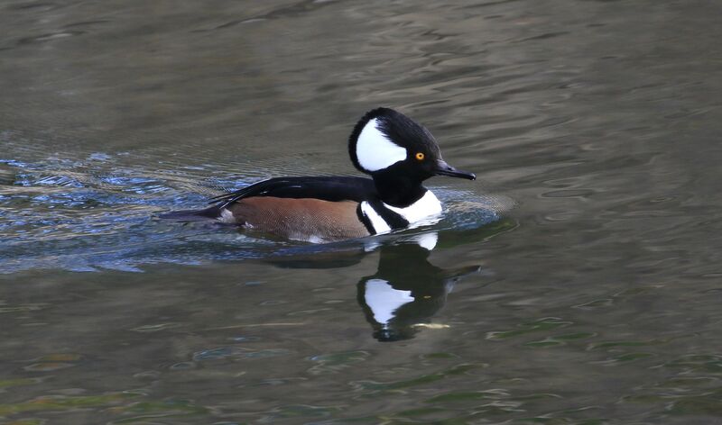 Hooded Merganser male