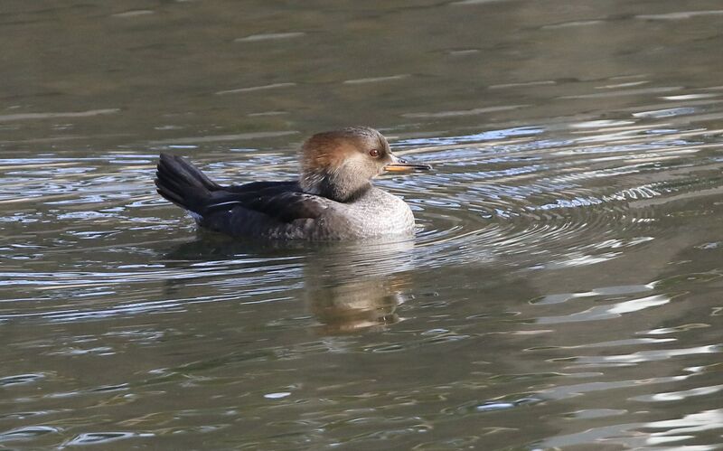 Hooded Merganser female