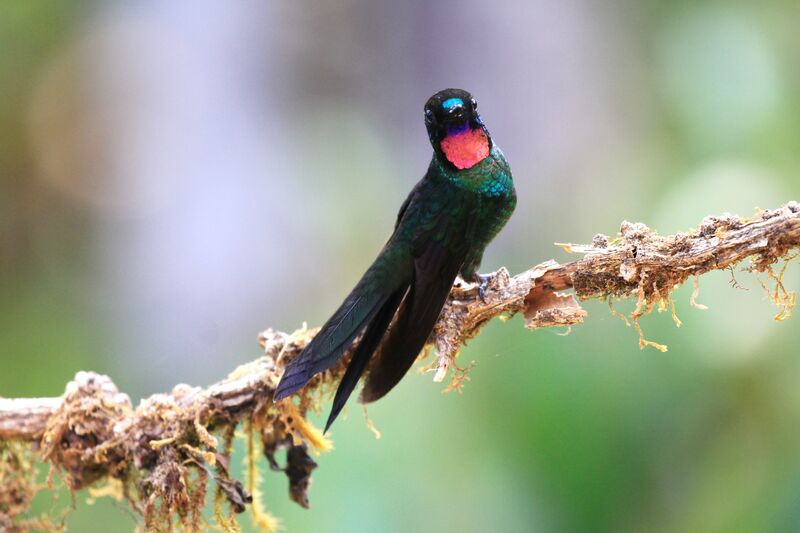 Héliange tourmaline