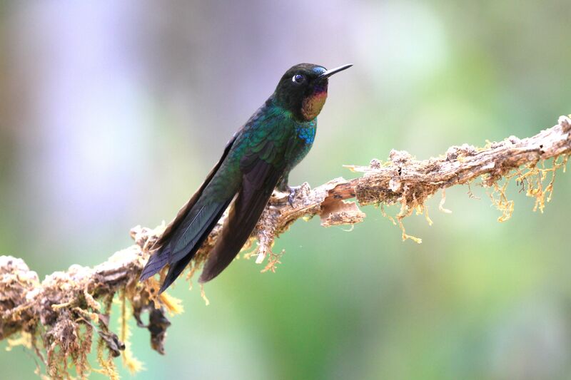 Tourmaline Sunangel