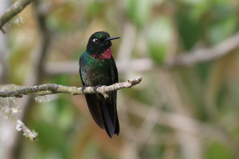 Tourmaline Sunangel