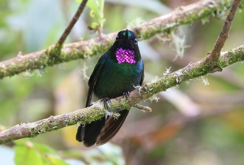 Tourmaline Sunangel