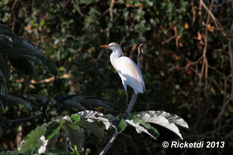 Western Cattle Egret