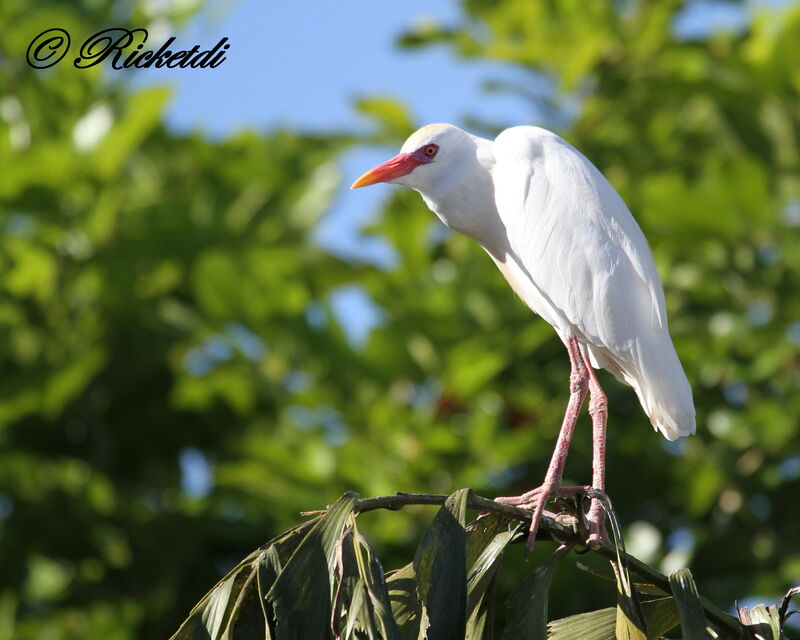 Western Cattle Egret