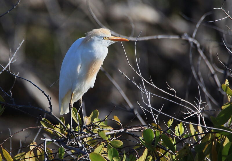 Western Cattle Egret