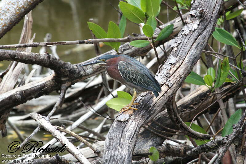 Green Heronadult, habitat, pigmentation, Behaviour