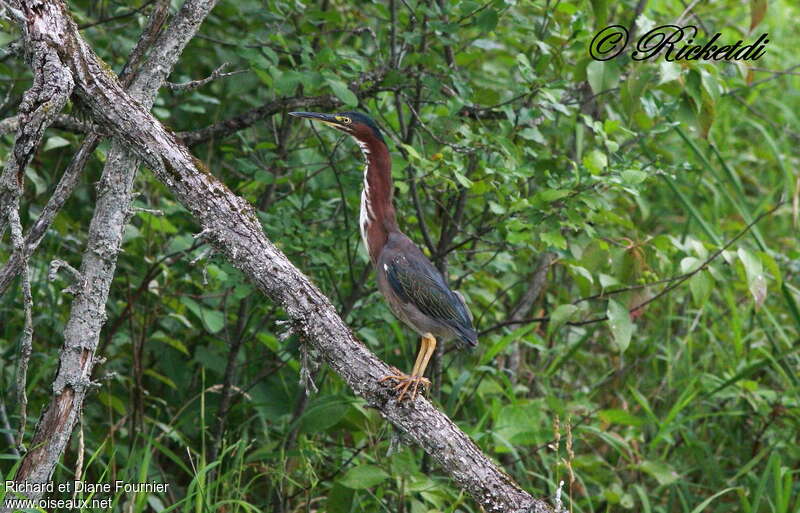 Héron vertadulte, habitat, Comportement