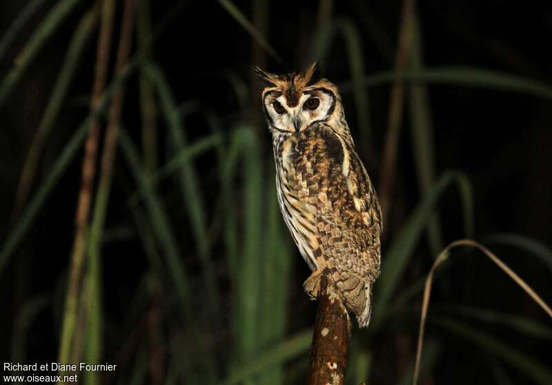 Hibou striéadulte, identification