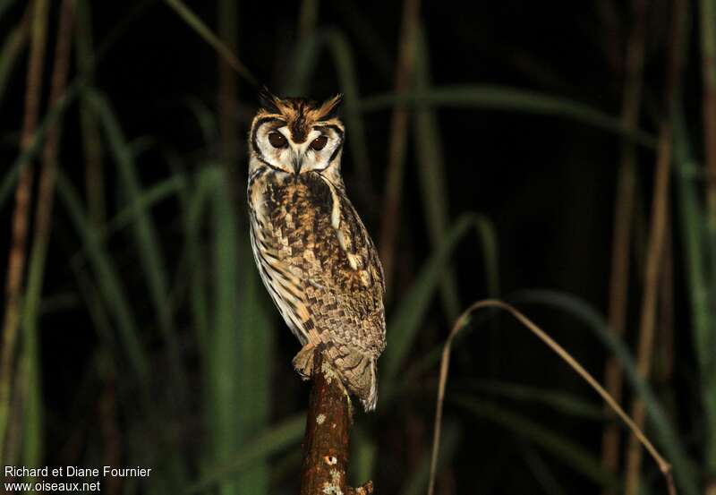 Hibou striéadulte, identification