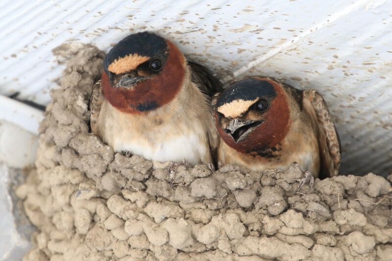 American Cliff Swallow