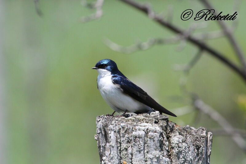 Tree Swallow