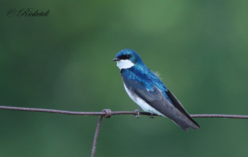 Hirondelle bicolore