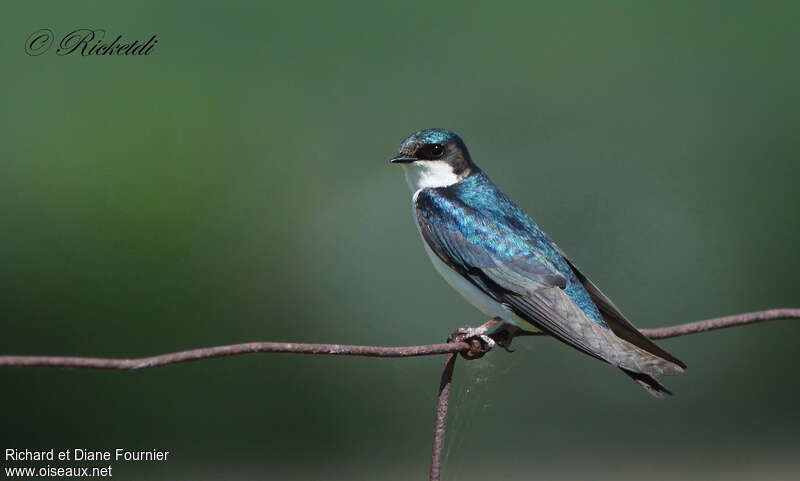 Hirondelle bicoloreadulte, identification