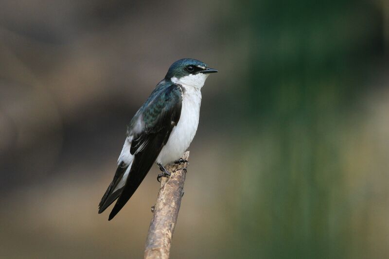 Mangrove Swallow