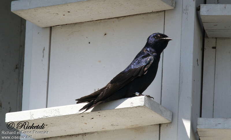 Purple Martin male adult breeding, identification