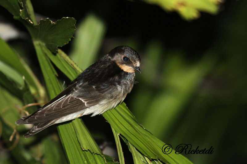 Barn Swallow