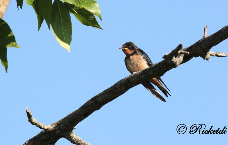 Barn Swallow