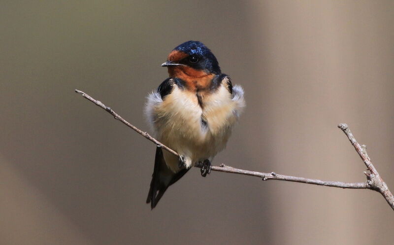 Barn Swallow