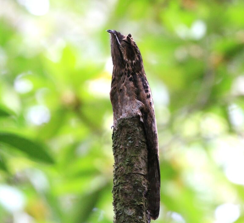 Common Potoo