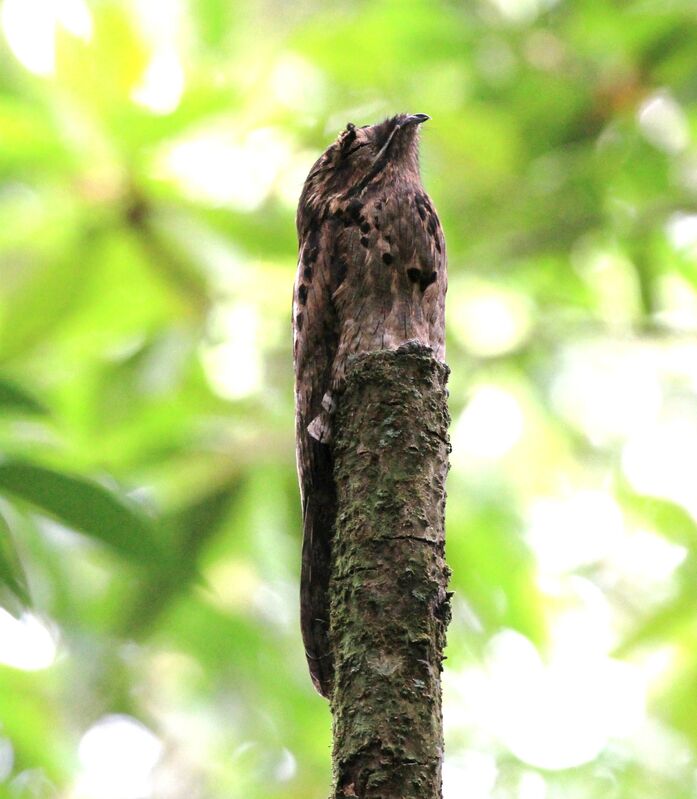 Common Potoo