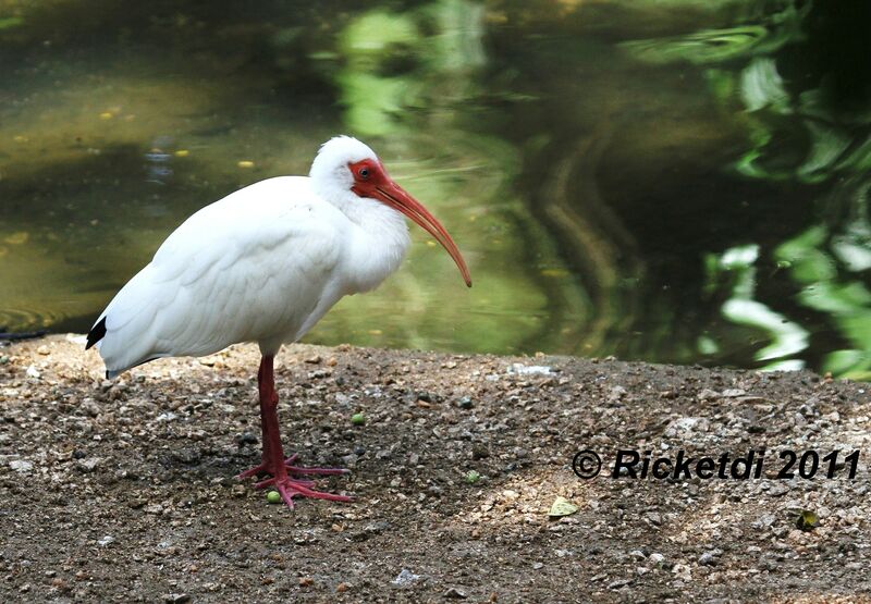 Ibis blanc