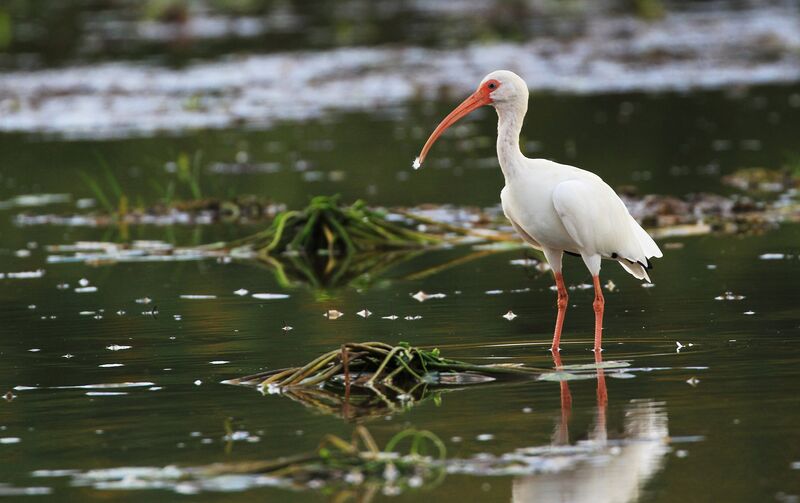 Ibis blanc