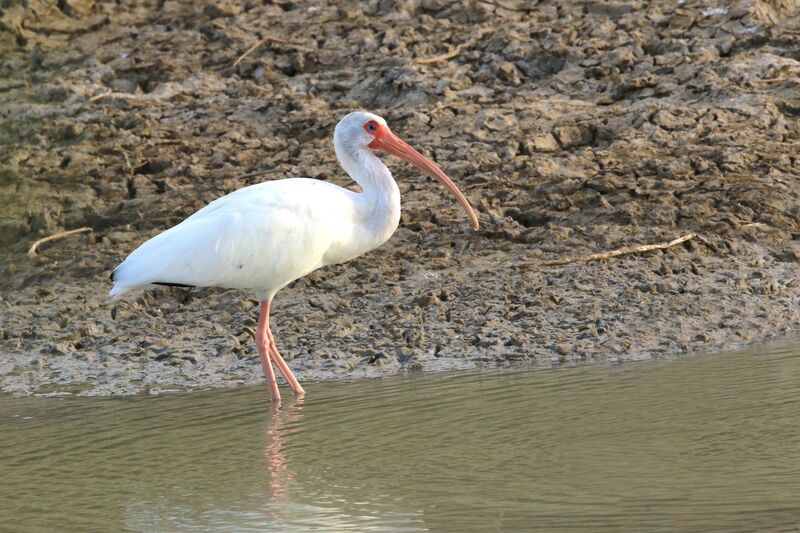 American White Ibis