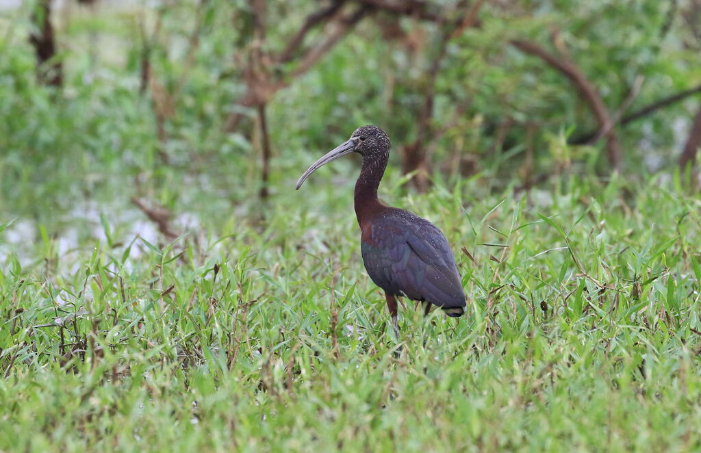 Glossy Ibis