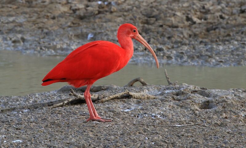 Ibis rouge