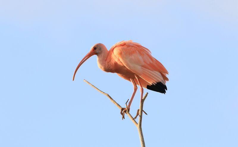 Ibis rouge