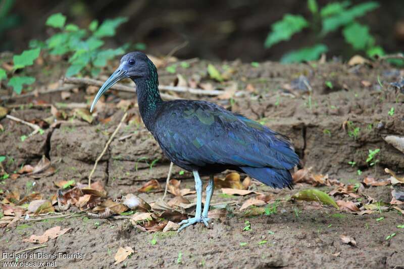 Ibis vert, identification