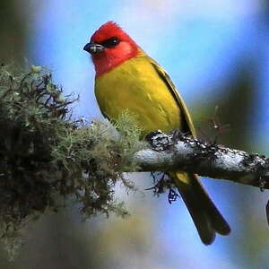 Piranga érythrocéphale