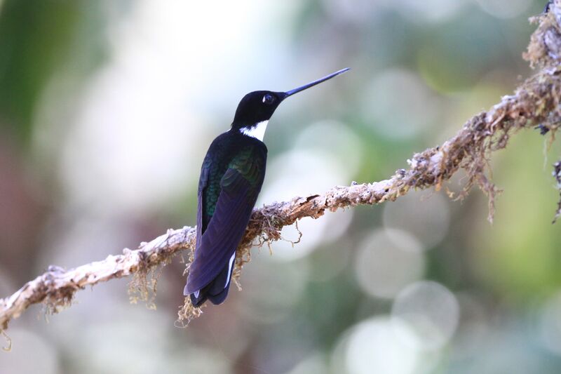 Collared Inca