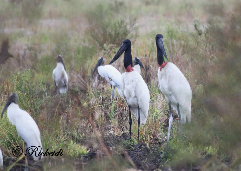 Jabiru d'Amérique