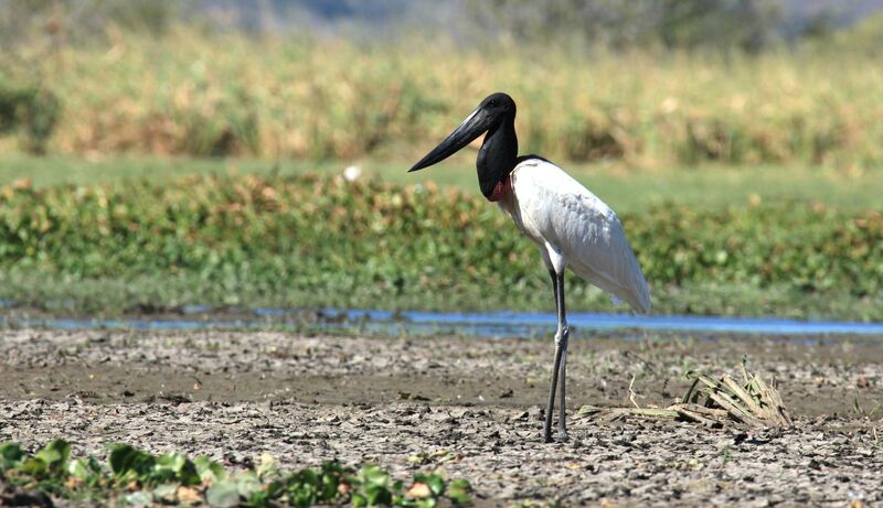 Jabiru d'Amérique