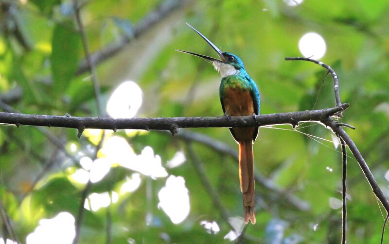 Rufous-tailed Jacamar