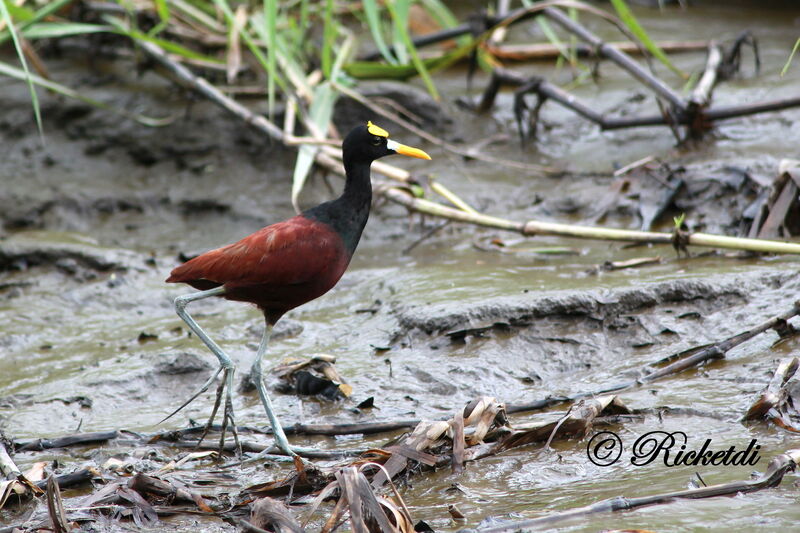 Jacana du Mexique