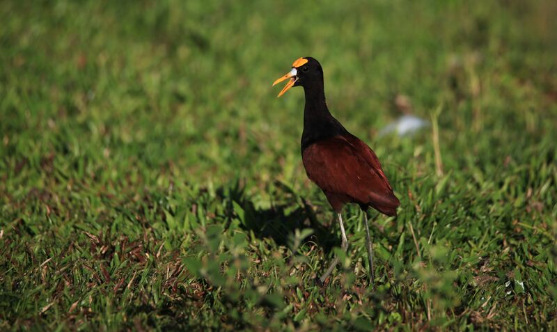 Northern Jacana